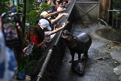 Moo Deng's popularity also shines a light on the need for the conservation of pygmy hippos. AFP