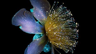 Debora Lombardi, Italy, Shortlist, Professional competition, Wildlife & Nature, Sony World Photography Awards.