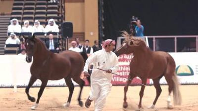 The horse and camel 'whisperer', Ali Al Ameri, demonstrates his skills on the opening day of Adihex 2013 at Adnec. Ravindranath K / The National