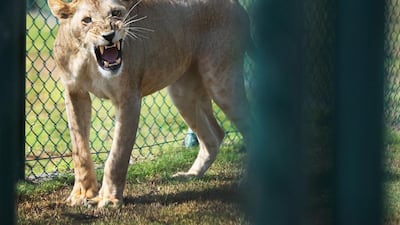 This lion at the Abu Dhabi Wildlife Centre was rescued from a private owner, who filed its teeth down. Delores Johnson / The National
