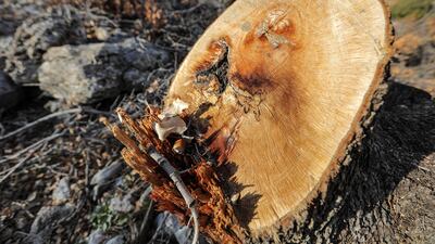 Nearly 150 centuries-old oak trees have been felled in the past year, said the officer who patrols the area around village Ainata