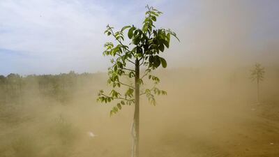 Dust rises around a walnut tree as a worker mows weeds in Gridley, California. Nearly 4,000 California companies, farms and others are allowed to use free water with little oversight while others in the state have to contend with the drought. Jae C Hong/ AP Photo