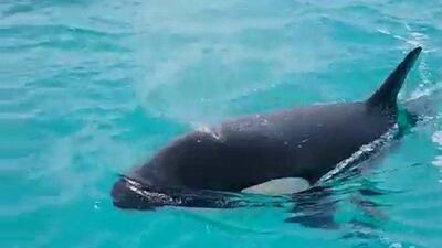 Mr Al Qemzi saw the two distinctive black-and-white predators at around 10:30am on Monday March 9 near Ras Gharab island. Courtesy Ahmed Al Qemzi