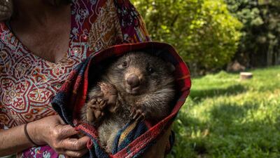 A wildlife caregiver holds an orphaned wombat at the Native Wildlife Rescue centre in Robertson, Australia. Getty Images