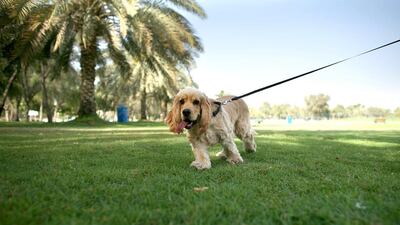 Dog owners in Abu Dhabi say they are restricted in terms of places to exercise their pet pooches. Rich-Joseph Facun / The National