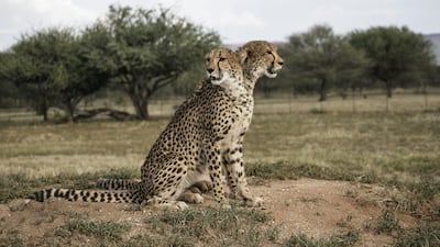 Two captive cheetahs sit on a mound in an enclosure at the Cheetah Conservation Fund in Otjiwarongo, Namibia, on February 18, 2016. The facility had offered to take in any cheetahs that were surrendered by UAE owners as part of an amnesty program. Gianluigi Guercia / AFP