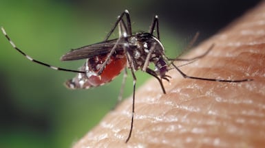 Residents are urged to seek medical advice if unusual or concerning symptoms develop following a mosquito bite. Alamy