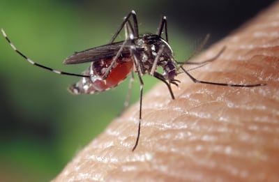 Residents are urged to seek medical advice if unusual or concerning symptoms develop following a mosquito bite. Alamy