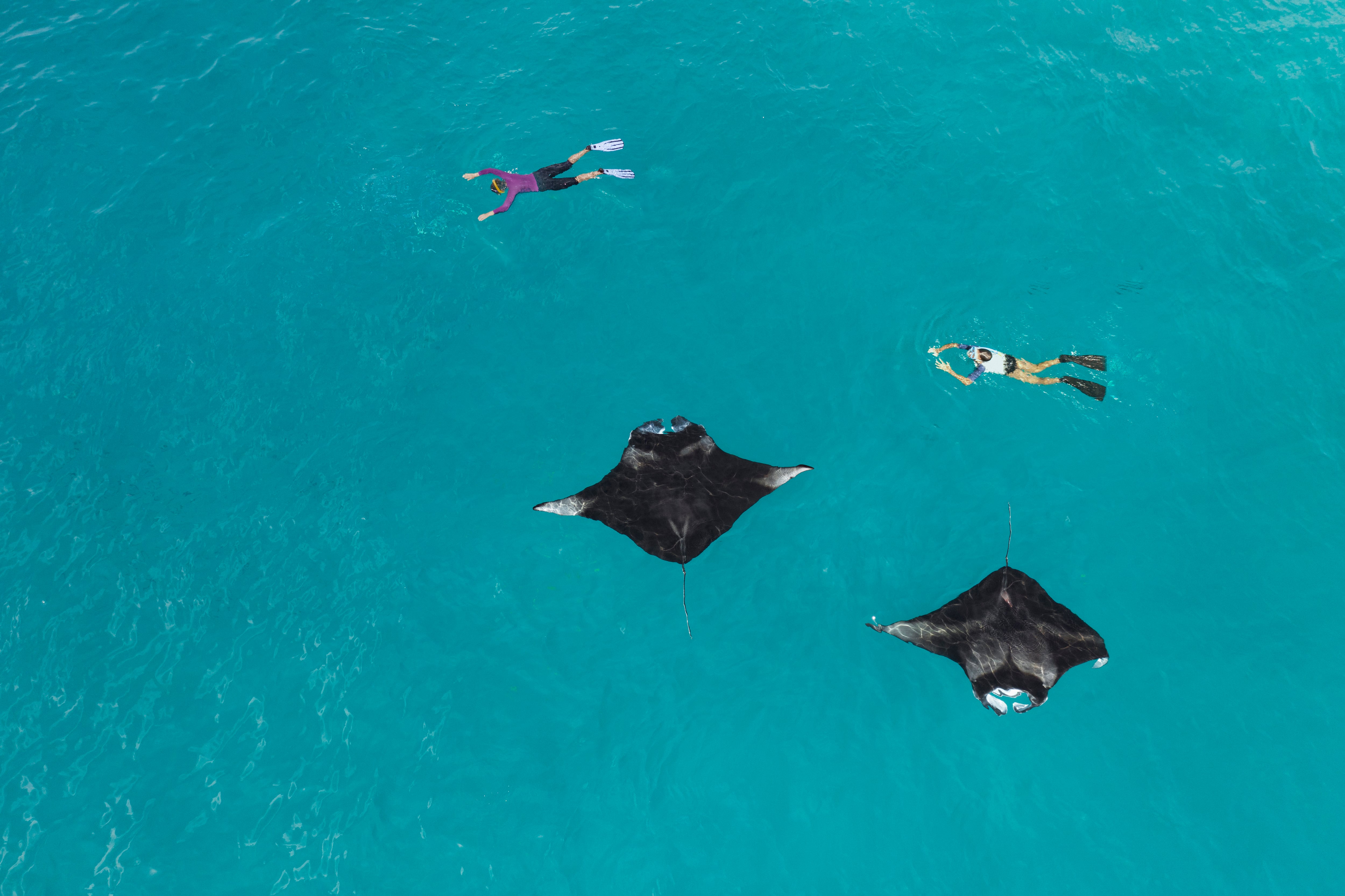 Snorkelling with manta rays is available seasonally at the hotel. Photo: Marriott International Hotels
