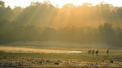 Silhouetted spotted deer near the Kurutu Padi water hole at the Wilpattu National Park.