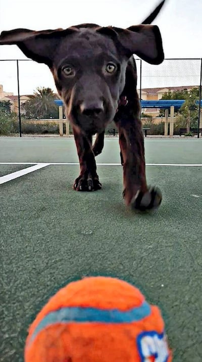 Selina's dog, Kiva. Courtesy Mohamed Al Shahaibi