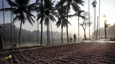 Coffee berries left out for dry processing on a farm in Coorg, India. Bloomberg