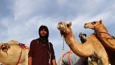 Handlers prepare camels to race during Al Marmoom Heritage Festival.