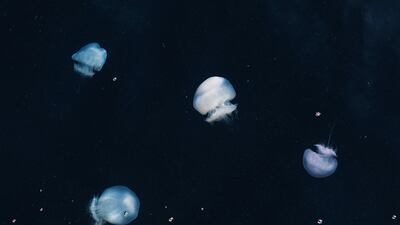 Overfishing has helped tilt that contest in favour of the jellyfish, the Israel Society of Ecology and Environmental Sciences said.