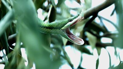 Follow our guide to avoid the dangers that could be lying in the jungle. EPA