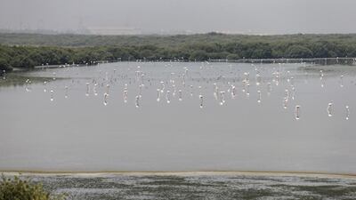 Natural mangroves will be a feature in Al Zorah’s project in Ajman. Sarah Dea / The National