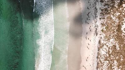 Whales are seen stranded on the beach in Chatham Islands, New Zealand in this drone picture obtained from social media. Reuters