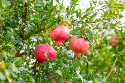 In Turkey, families smash a pomegranate on the doorstep of their home, believing the bursting seeds will usher in good fortune for the months ahead. iStockphoto.com