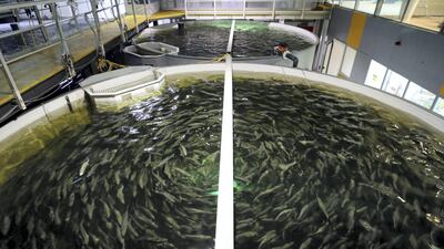 By recycling seawater at regular intervals, the risk of diseases is almost eradicated at the farm. As such, fish mortality rates are extremely low.