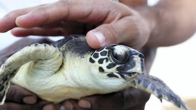 Six of the seven species of sea turtle are threatened with extinction due to loss of habitat, poaching and pollution