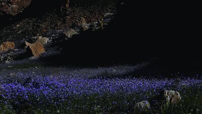 Pink mustard flowers fill the landscape of Wadi Shahah. Satish Kumar / The National