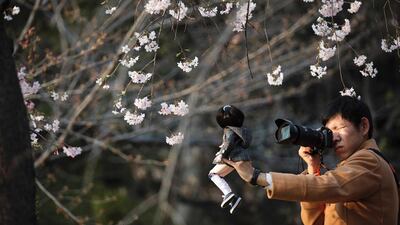 A man takes pictures of a doll surrounded by cherry blossoms in a park in Tokyo. Behrouz Mehri / AFP Photo