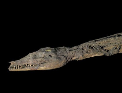 Mummy of a crocodile. Photo: The Trustees of the British Museum