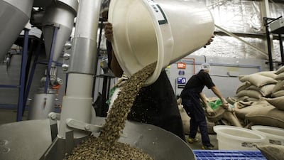 A worker put coffee beans to the roaster machine at the Coffee Planet roastery warehouse in Jebel Ali. Jaime Puebla / The National