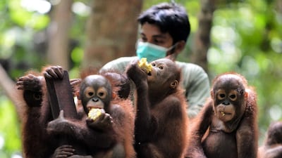 The fires often get out of hand, tearing through forest and smouldering relentlessly on Borneo’s compact, carbon-rich peatlands. Last year’s blazes were among the worst on record.