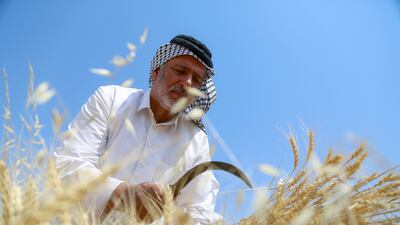An Iraqi farmer harvests wheat in Diwaniya province in April 2022. Iraq is one of several Middle Eastern countries at risk from land degradation and worsening sandstorms. AFP