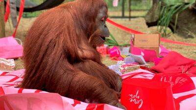 Photo courtesy of the Center for Great Apes shows an orangutan named Sandra in Wauchula, Fla. Sandra, who was granted legal personhood by a judge in Argentina and later found a new home in Florida, celebrated her 34th birthday on Valentine's Day with a special new primate friend. Patti Ragan, director of the Center for Great Apes says Sandra has “has adjusted beautifully to her life at the sanctuary” and has befriended Jethro, a 31-year-old male orangutan. AP