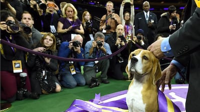 Miss P, a 15 inch Beagle with handler William Alexander, looks on after winning the best in show of the 139th Annual Westminster Kennel Club Dog Show at Madison Square Garden in New York on February 17, 2015. The Westminster Kennel Club Dog Show is a two-day, all-breed benched show that takes place at both Pier 92 & 94 and at Madison Square Garden. imothy A Clary / AFP photo