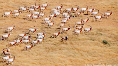 The initiative added 20 scimitar-horned oryx and 25 addax, both types of antelopes, to a growing herd in Chad in March.