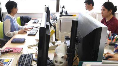 ‘Sometimes a cat will walk on a phone and cut off the call, or they shut down the computers,’ says Mr Fukuda.