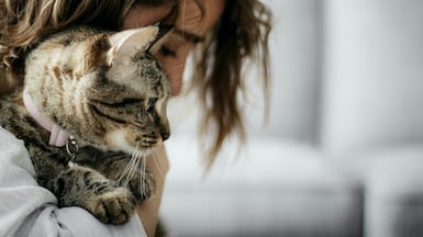 Owners will be permitted to bring pets to hotels and restaurants which sign up to the new pet-friendly policy. Photo: Unsplash