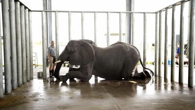 Jeff Bolling, the chief executive of the National Elephant Center near Fellsmere, Florida., checks one of the four African elephants living on 200 acres in the heart of Florida's citrus grove region. J Pat Carter / AP Photo