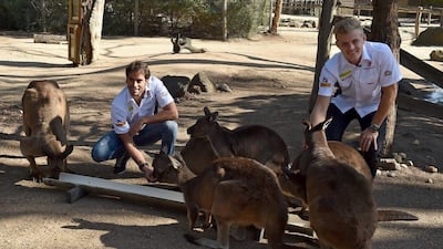 Sauber F1 drivers Felipe Nasr of Brazil (L) and Marcus Ericsson (R) feed kangaroos ahead of the Australian Formula One Grand Prix in Melbourne on March 16, 2016. AFP / Paul Crock