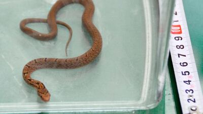 A snake trapped in a container after it was caught in bullet train in Hamamatsu, central Japan on September 26, 2016. The snake was found on a Japanese Shinkansen train wrapped around an armrest when it was spotted, forcing the train to make an unscheduled stop. Kyodo News via AP