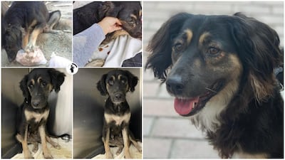 Before and after: Frida when she was found in September 2020 and now.