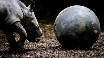 A newborn, five-day-old rhino plays in its enclosure at the Burgers Zoo in Arnhem, The Netherlands. EPA