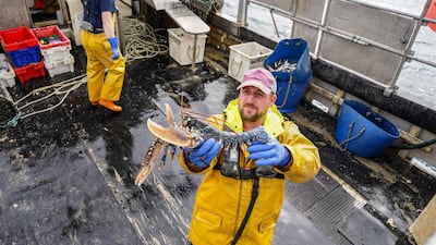 Crew member Paul Laity poses with a lobster on the 'Harvester II' trawler, off coast of Falmouth, Cornwall, England. Due to export issues since the UK left the EU, the trawler's owners now sell their catch to local markets. Getty Images