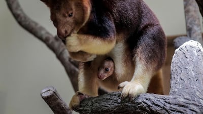A Goodfellow's tree kangaroo joey peeks out of its mother pouch while perched on a branch in an enclosure at the Singapore Zoo in Singapore. The joey was born on 04 February at the Singapore Zoo, and along with its parents are one of 58 tree kangaroos under human care in the world. EPA