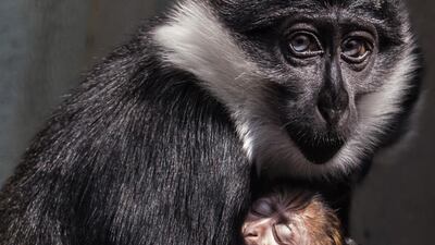 Keyah, a hoest monkey, cuddles her newly born cub, in her enclosure at the Mulhouse zoo, in Mulhouse, eastern France. AFP
