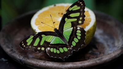 View of a Siproeta Stelenes at the Butterfly Garden of the Metropolitan Natural Park in Panama City, Panama. EPA