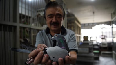 Jaime Lim, one of the Philippines' best-known pigeon fanciers, shows one of his racing pigeons at his home in Manila. All photos by AFP