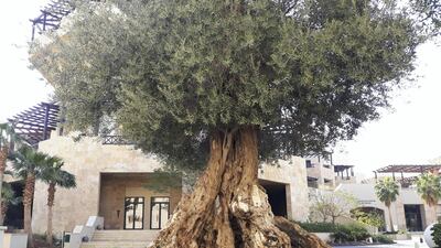 An ancient olive tree at the King Hussein Conference Centre, Hilton Dead Sea Resort. Photo: Nico Dingemans