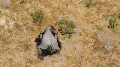 Aerial view of the carcass of one of the approximately 350 elephants that have been found dead for unknown reasons in the Okavango Delta area, near the town of Maun, northern Botswana. This unprecedented death toll for the pachyderms does not appear to be related to poaching, as their coveted ivory tusks are still attached to the corpses. Authorities are performing various tests to determine the cause of death. EPA