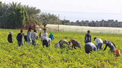 Pakistani farmers work on a farm in the town of Shuna in Jordan. AFP