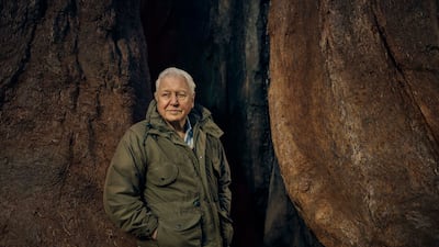 Sir David Attenborough is behind new nature series, ‘The Green Planet’. Photo: BBC / Sam Barker