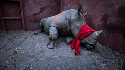 Neil Aldrige's picture of a young southern white rhinoceros, drugged and blindfolded, and about to be released into the wild in Okavango Delta, Botswana, won the 1st prize of the 'Environment - Singles' category. EPA/NEIL ALDRIDGE